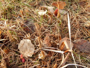 DSCN0460.JPG