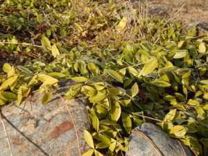 DSCN0342.JPG
