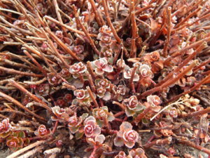 DSCN0379.JPG