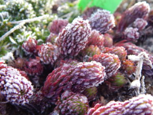 DSCN0434.JPG