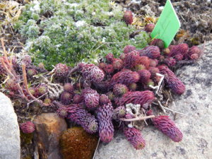 DSCN0378.JPG