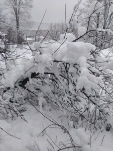 IMG_20200412_141932_1.jpg