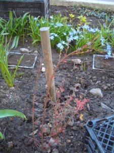 2018.05.10  хиодонокса Лючия гол из Садового мира  _ CIMG2273 — копия.JPG