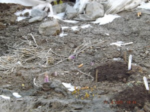 2020.04.11 Безвременник от Цв. дача  filirbis (Светлана Зеленова, Сергиев_  DSCF5730.JPG