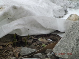 2020.04.12 Крокус. Тиарелла_ DSCF5733.JPG