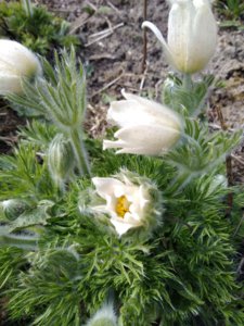 IMG_20200419_114709.jpg