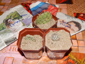 DSCN0463.JPG