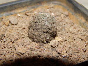 DSCN0483.JPG