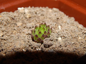 DSCN0485.JPG
