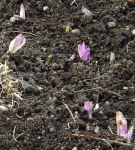 2020.04.20 Уч. № 1 Безвременник осенний_ф_  DSCF5859.jpg