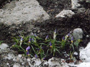 2020.04.20 Уч. № 2 CROCUS  Триколор_ DSCF5871.JPG
