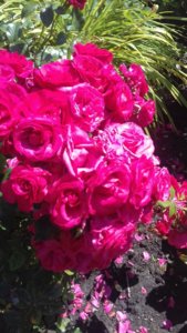 20190718_140458.JPG