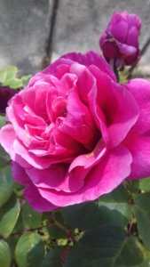 20190718_140559.JPG