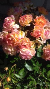 20190718_140433.JPG