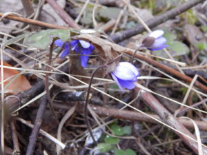 DSCN0609.JPG