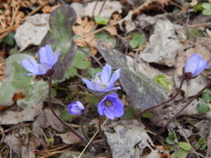 DSCN0610.JPG