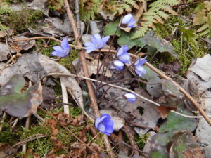 DSCN0611.JPG