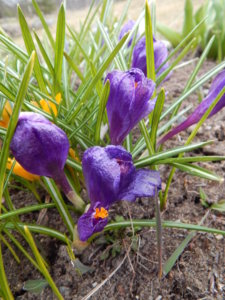DSCN0527.JPG
