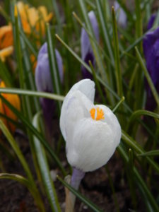 DSCN0529.JPG