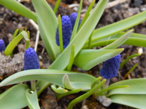 DSCN0520.JPG