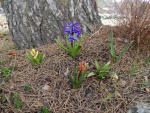 DSCN0530.JPG