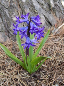 DSCN0531.JPG