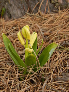 DSCN0532.JPG