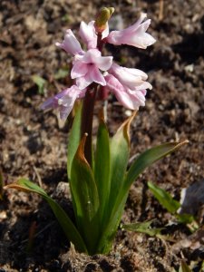 DSCN0710.JPG