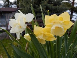 DSCN0916.JPG
