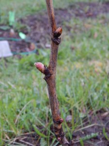 DSCN0959.JPG