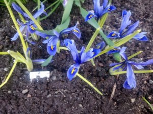 2020.05.17 Iris reticulata Alida  у меня_  pobtKE9YVLA.jpg