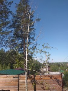 IMG_20200522_100942.jpg