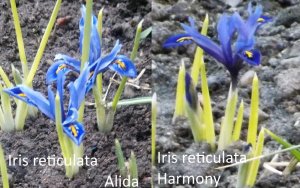 2020.05.10 Iris reticulata Alida и 22.05 Harmony у меня_ф_  hJpCz5mlISw.jpg