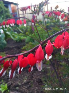 IMG_20200522_201055.jpg