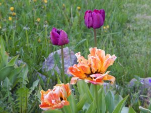 DSCN1093.JPG