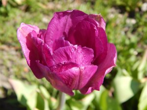DSCN1123.JPG