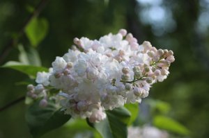 IMG_7794.JPG