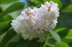 IMG_7818.JPG