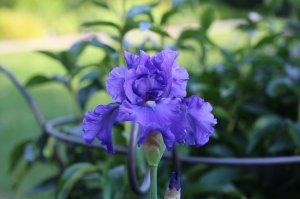 IMG_9098.JPG