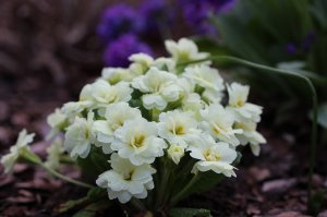 IMG_5849.JPG