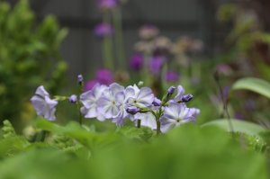 IMG_6461.JPG