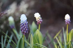 IMG_5353.JPG