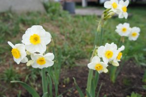 DSC06603 - гераниум.JPG