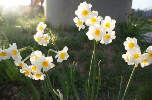 DSC06688 - гераниум.JPG