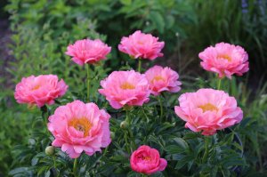 IMG_9642.JPG