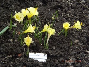 2020.06.05 Уч № 2 Narcissus Julia Jane NEW_ DSCF7344.JPG