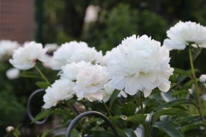 IMG_9623.JPG
