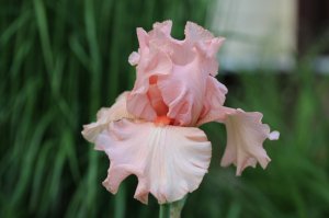 IMG_9940.JPG