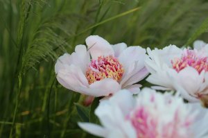 IMG_0224.JPG