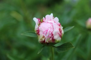 IMG_0372.JPG